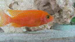 Foto mit Aulonocara FireFish Männchen