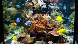 Foto mit 1600 Liter Seewasseraquarium !