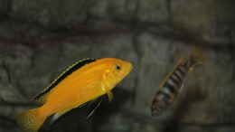 Foto mit Labidochromis caeruleus Männchen