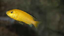 Foto mit Labidochromis caeruleus Weibchen