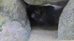 Foto mit Cynotilapia afra cobue in seiner Höhle