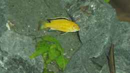 Foto mit Labidochromis Yellow M