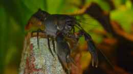 Foto mit Black Scorpion Krebs 1