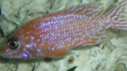 Foto mit Aulonocara Firefish