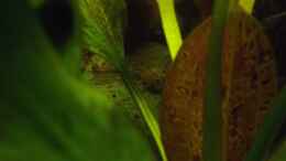 Foto mit Rineloricaria parva auf Echinodorus Dschungelstar