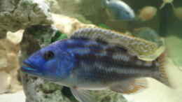 Foto mit Nimbochromis fuscontaeniatus