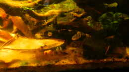 Foto mit Zwergkugelfische auf Schneckenjagd.