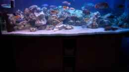 aquarium-von-stephan-krammer-becken-3333_Mein Becken