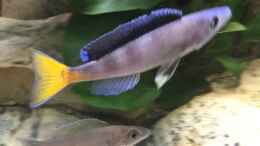 Foto mit Cyprichromis Leptosoma blue flash Isanga 
