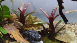 Foto mit Neoregelia ampullacea var. purpurea