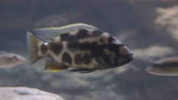Foto mit Nimbochromis livingstoni halbwüchsiges Männchen
