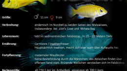 Foto mit Artentafel zu Labidochromis caeruleus yellow
