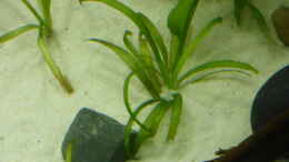 Foto mit sagittaria subulata pusilla