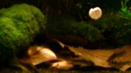 Foto mit 8.1.07 - Punitus und Corydoras