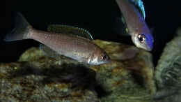 Foto mit Cyprichromis leptosoma Mpulungu Paar