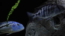 Foto mit Tyrannochromis nigriventer tiger chilumba - Nimbochromis livingstonii