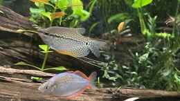 Foto mit Mosaikfadenfisch und Diamantregenbogenfisch