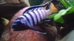 Foto mit Pseudotropheus elongatus mpanga Männchen