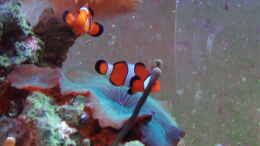 Foto mit orange Clownfisch