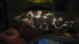 Foto mit ><(((°> Nimbochromis Living Stoni