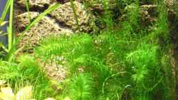 Foto mit Egeria densa (Elodea densa) Dichtblättrige Wasserpest