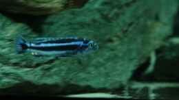Foto mit Melanochromis cyaneorhabdos