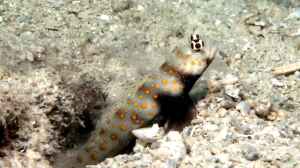 Amblyeleotris guttata im Aquarium halten