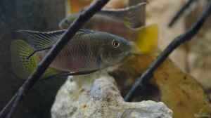 Benitochromis nigrodorsalis