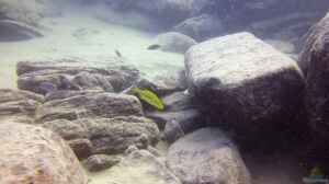 Bild aus dem Beispiel Lake Malawi Cichlids von Florian Bandhauer