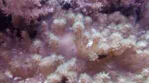 Bild aus dem Beispiel Weichkorallenbecken von Torsten Bullmahn