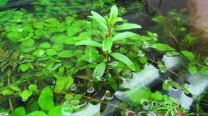 Emerser Proserpinaca palustris-Trieb mit Blüten