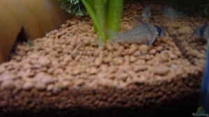 Aquarien mit Corydoras leucomelas