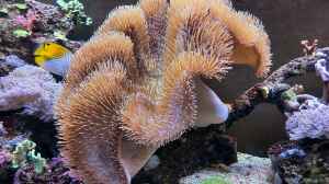 Bild aus dem Beispiel Meerwasseraquarium von carkl