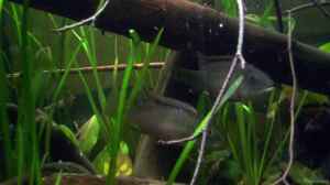Benitochromis - ein Maulbrüter aus Westafrika