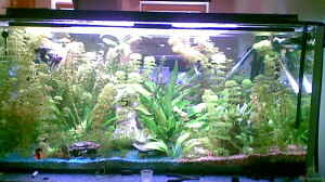 mein aquarium mit 468 liter