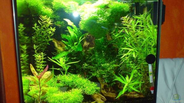 Zum Beispiel Becken 7074