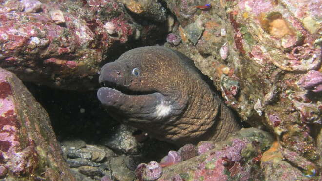 Gymnothorax mordax Kalifornische Muräne Alle Infos