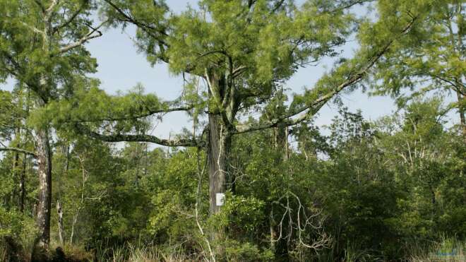 Taxodium Distichum Echte Sumpfzypresse Alle Infos