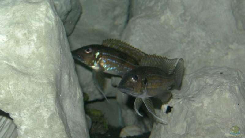 Aquarien mit Gnathochromis permaxillaris (Staubsauger-Cichlide)