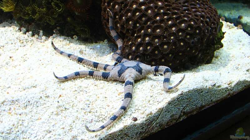 Ophiolepis superba im Aquarium halten (Einrichtungsbeispiele für Gebänderter Schlangenseestern)