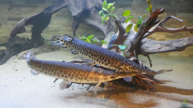 Lepisosteus Arten im Aquarium halten (Einrichtungsbeispiele für Lepisosteus)