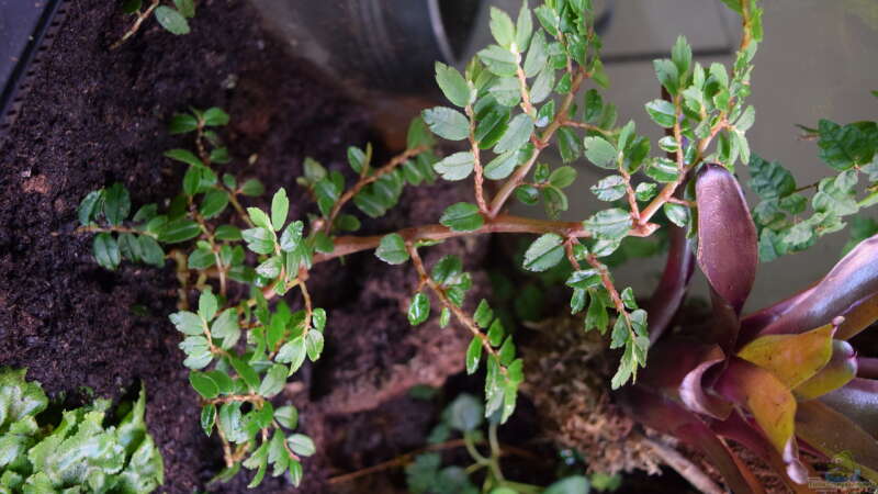 Begonia im Terrarium pflegen (Terrariumbeispiele für Schiefblatt)