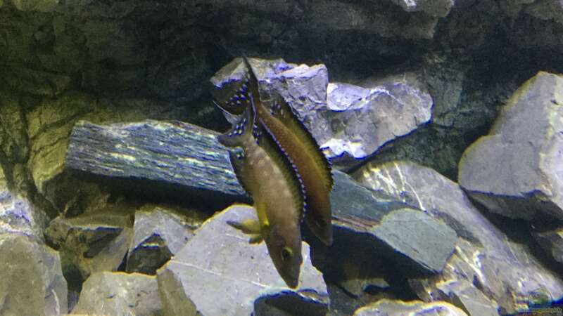 Neolamprologus buescheri im Aquarium (Einrichtungsbeispiele für Spindelbuntbarsche)