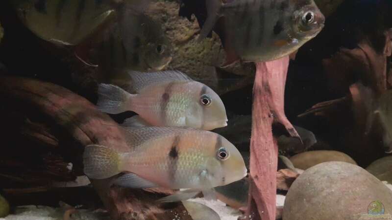 Guianacara dacrya im Aquarium halten (Einrichtungsbeispiele für Dacrya-Sattelfleckenbuntbarsch)