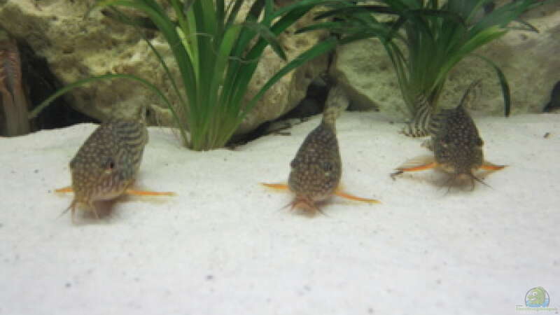 Corydoras sterbai im Aquarium (Einrichtungsbeispiele mit Sterbas Panzerwels)