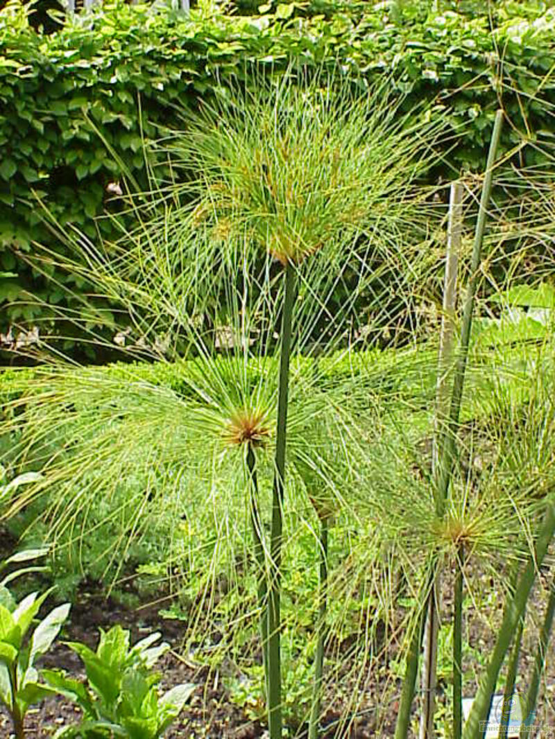 Cyperus papyrus am Gartenteich pflegen (Teichbeispiele mit Papyrus-Gras)