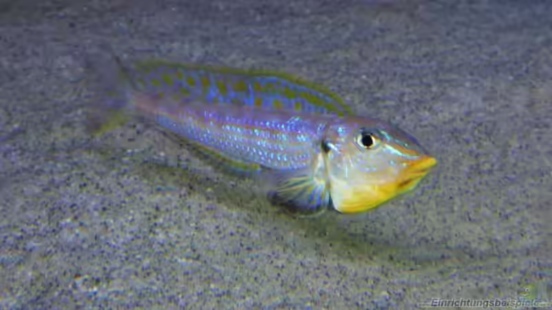 Tanganjika Aquarium einrichten und betreiben (Einrichtungsbeispiele mit Tanganjika Cichliden)