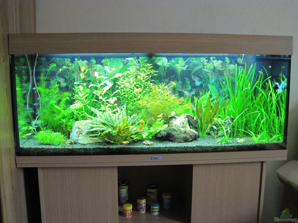 Aquarium von Juwel Rio 240