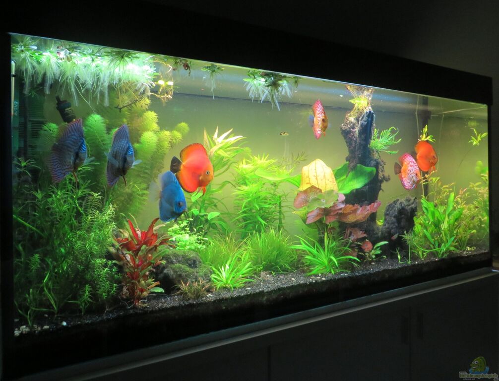 Aquarium von Tristan: Diskusbecken