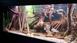 Video Altum biotope Aquarium von Agua viva (-0TKx3An3xY)